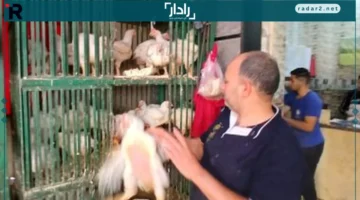 أسعار الدواجن في الإسكندرية اليوم: تعرف على سعر الفراخ بكام